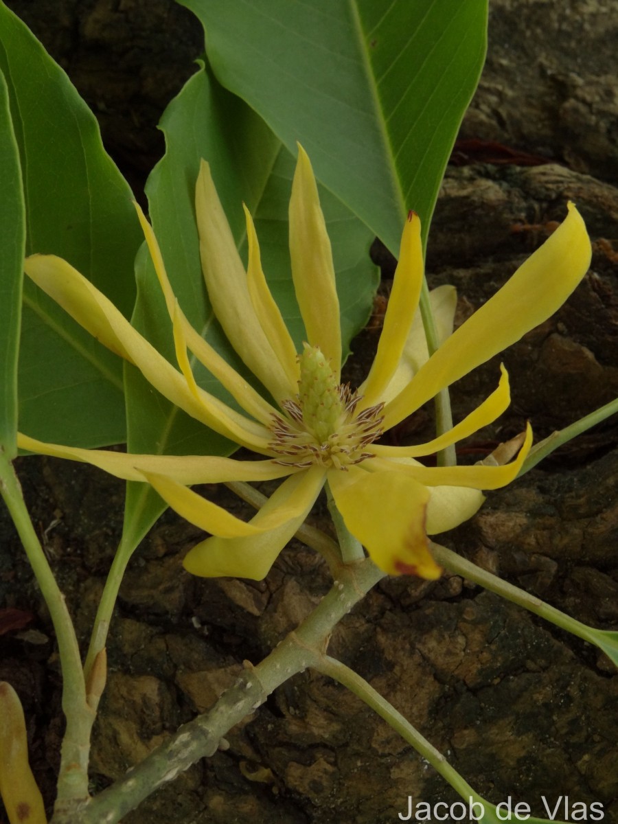 Magnolia champaca (L.) Baill. ex Pierre